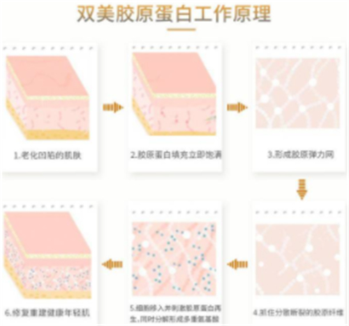 双美胶原蛋白原理 双美胶原蛋白原理