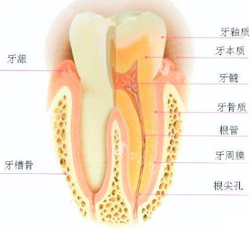 贵州铜仁博大口腔的医生团队与各项治疗项目价格解析，带您深入了解医疗服务！