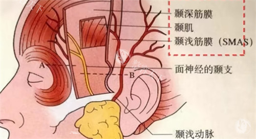 耳部构造示意图