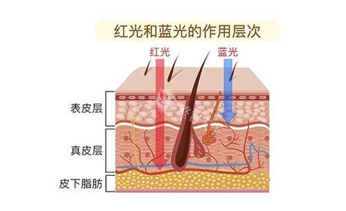 红蓝光作用层次