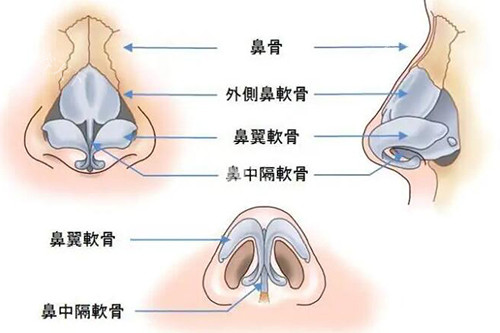 小翘鼻好看还是直鼻好看？文内从多个方面为您探讨下区别与特点！