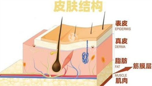 十年跟踪：腰腹抽脂后筋膜粘连后遗症：核心肌群萎缩与运动方案全公开！