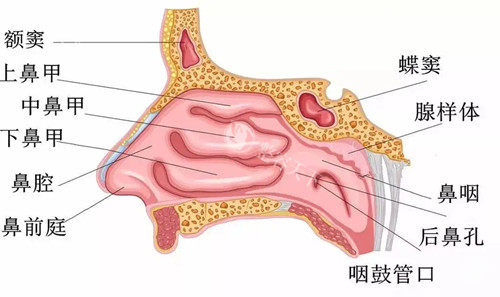 西安杨万忠做鼻子怎么样？杨医生除了隆鼻好做鼻修复技术也非常好！