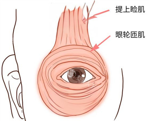 提上睑肌位置示意