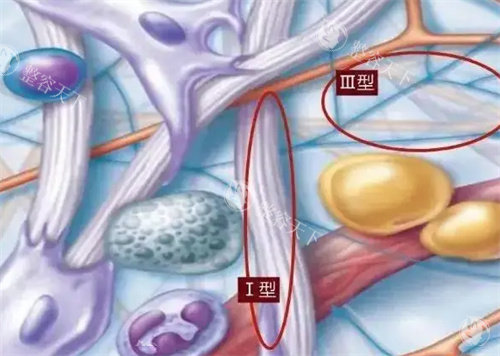 什么是重组胶原蛋白 什么是重组胶原蛋白