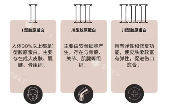 胶原蛋白一型和三型差异 胶原蛋白一型和三型差异