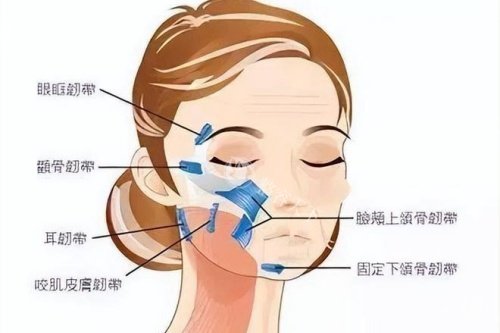 7D聚拉提适合什么部位？额头与眉部、眼周区域、下颌与颈部等