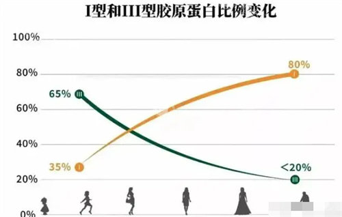 I型和III型胶原蛋白的变化 I型和III型胶原蛋白的变化