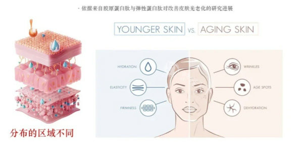 韩国 Juvelook 胶原蛋白有哪些型号？分为蓝瓶（水光再生型号）和黑瓶（填充型号）两种