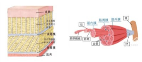 合肥做筋膜提升哪个医生好?刘冷/崔劲松/赵辑/卫爱侠/甘泉涌都是做筋膜提升技术好的医生