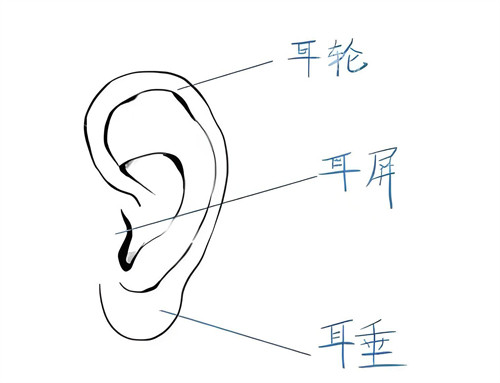 国内耳再造/耳畸形矫正医生名单分享：吴建明/安波/郭志华/王永振/张群的技术特色/坐诊医院公开