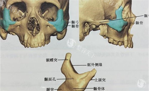 颧骨颧弓位置展示图