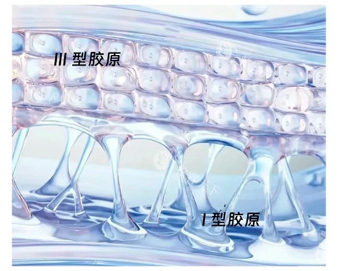 Ⅰ型胶原蛋白和Ⅲ型区别