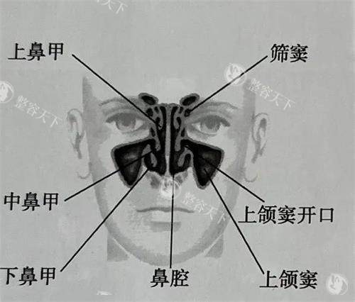 鼻部结构组织上颌窦等位置示意图