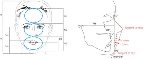 人中比例分析图