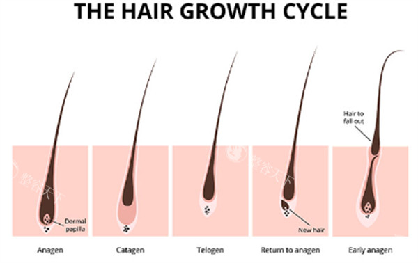 成都做植发哪家医院好？2025年植发技术被网友排行前三的是这三家！