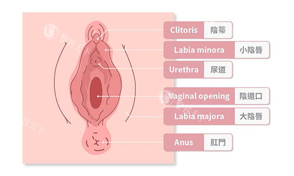 女性私密处介绍图片
