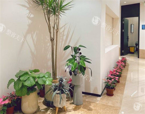 上海薇琳整形的绿植区