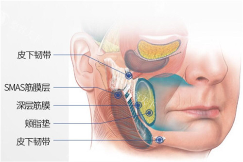 面部皮肤层次示意图