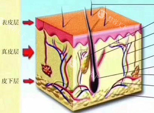 皮肤层次微观示意图
