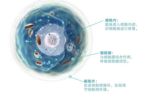 做外泌体真能提升脸部结果吗？揭秘外泌体面部护理神奇之处，为你的肌肤抗老之路答疑解惑