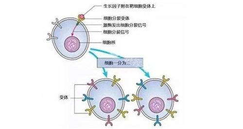 生长因子分子结构示意图