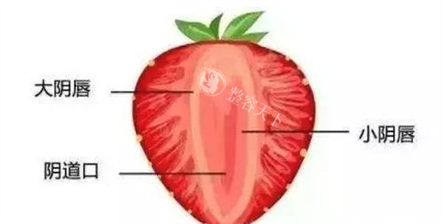 大阴唇、小阴唇怎么区分
