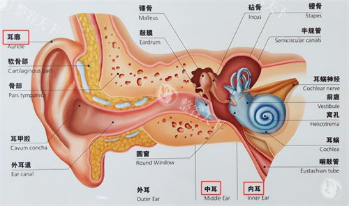 耳朵的结构
