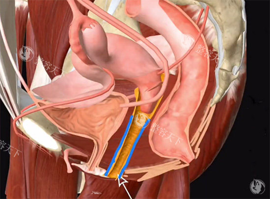 阴道紧缩针动画原理