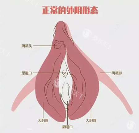 女性私密外阴部位示意图