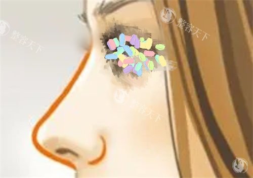 鼻部侧面曲线展示图