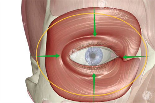 杨迪眼周筋膜提升怎么预约？官网+电话+现场3种方式全攻略