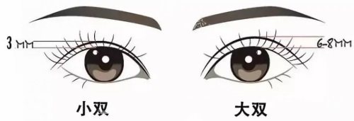 双眼皮宽度示意图