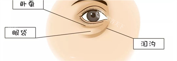 眼部卧蚕眼袋泪沟位置示意图