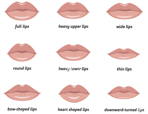 不同嘴唇的形态表现