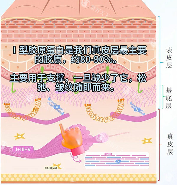 一型胶原蛋白和三型对比