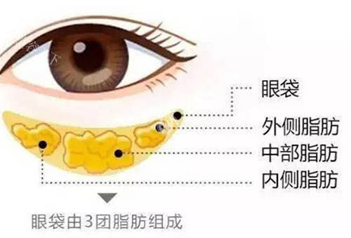 眼睛部位解析图